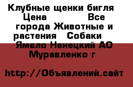 Клубные щенки бигля › Цена ­ 30 000 - Все города Животные и растения » Собаки   . Ямало-Ненецкий АО,Муравленко г.